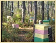Daydream Apiary Beehives