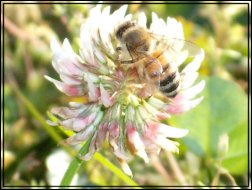 Kittrell's Daydream Apiary