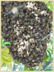 Swarm Ball in Tree, 